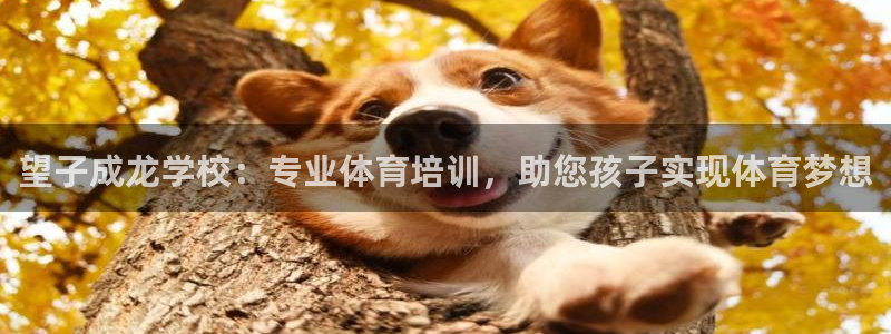 极悦娱乐挂机赚钱是真的吗：望子成龙学校：专业体育培训